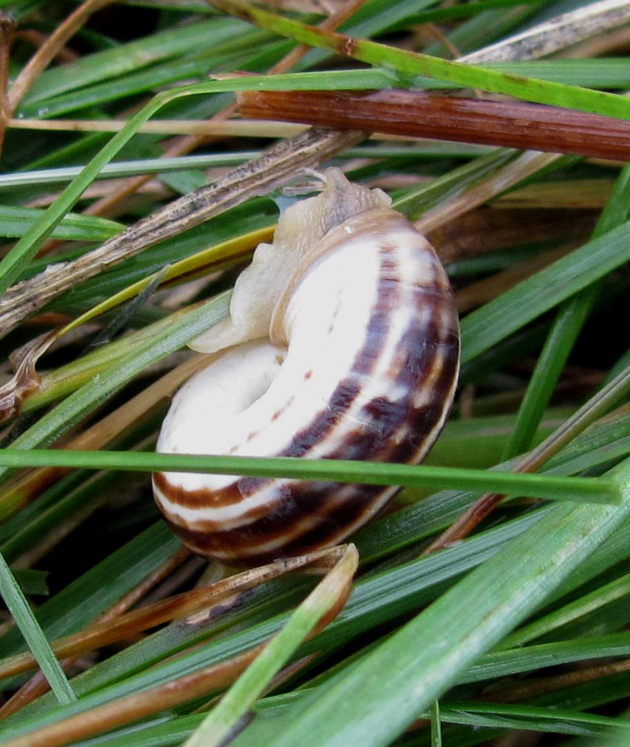 Cernuella neglecta?